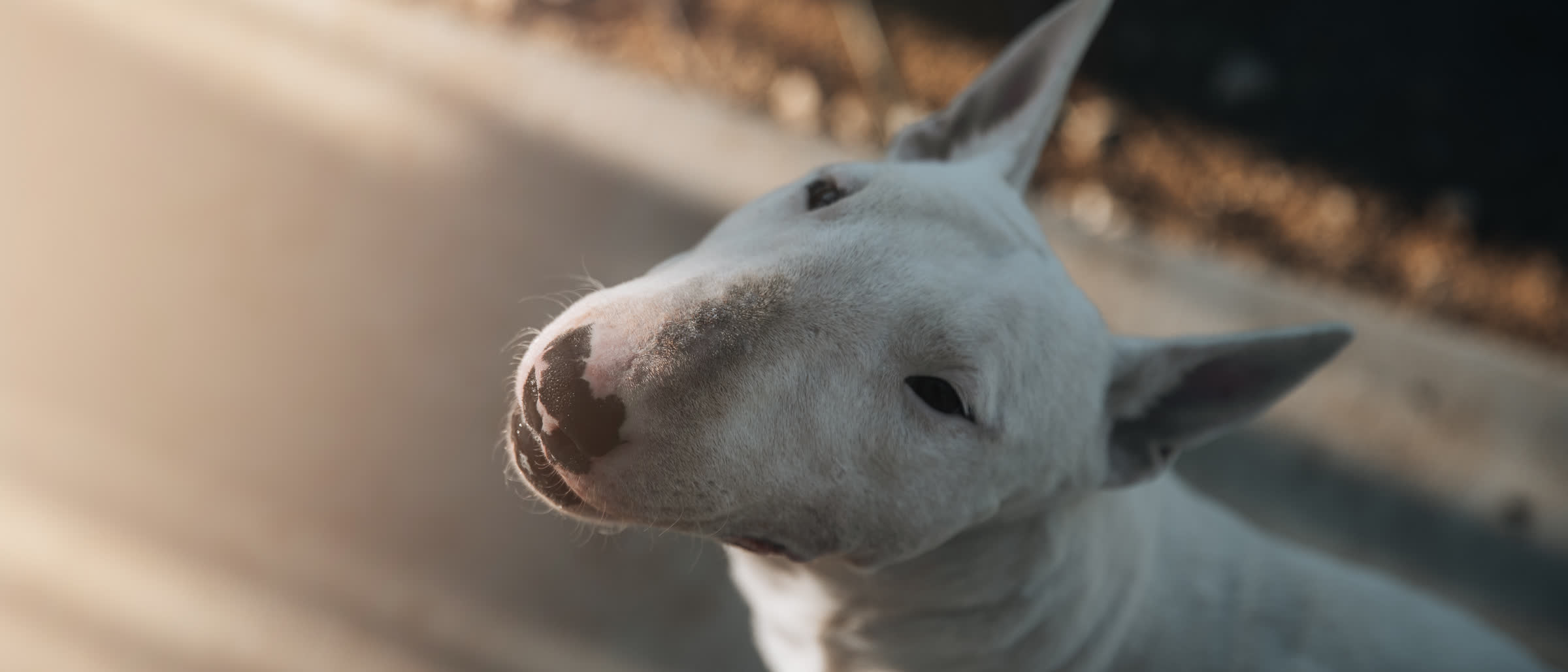 Bull terrier in warm late afternoon light, Bull Terrier Rescue Network
